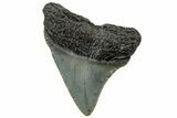 Serrated, Juvenile Megalodon Tooth - North Carolina #307320-1